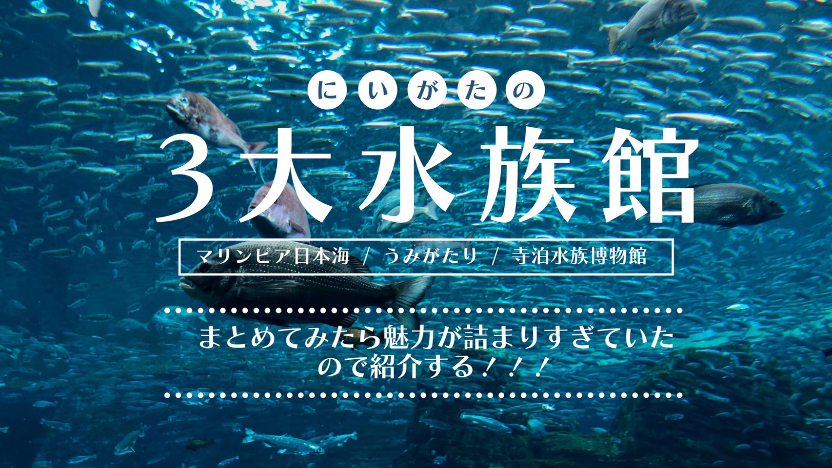 新潟でクリスマスを過ごすなら おすすめデートスポット イベントをご紹介 21年最新版 セナポン